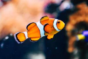 2026年世界杯，卡塔尔的盛事与全球关注世界杯2026是哪个国家